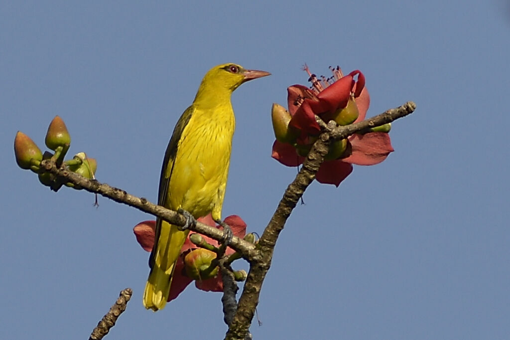 Indian Golden Oriole female adult