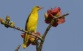 Indian Golden Oriole