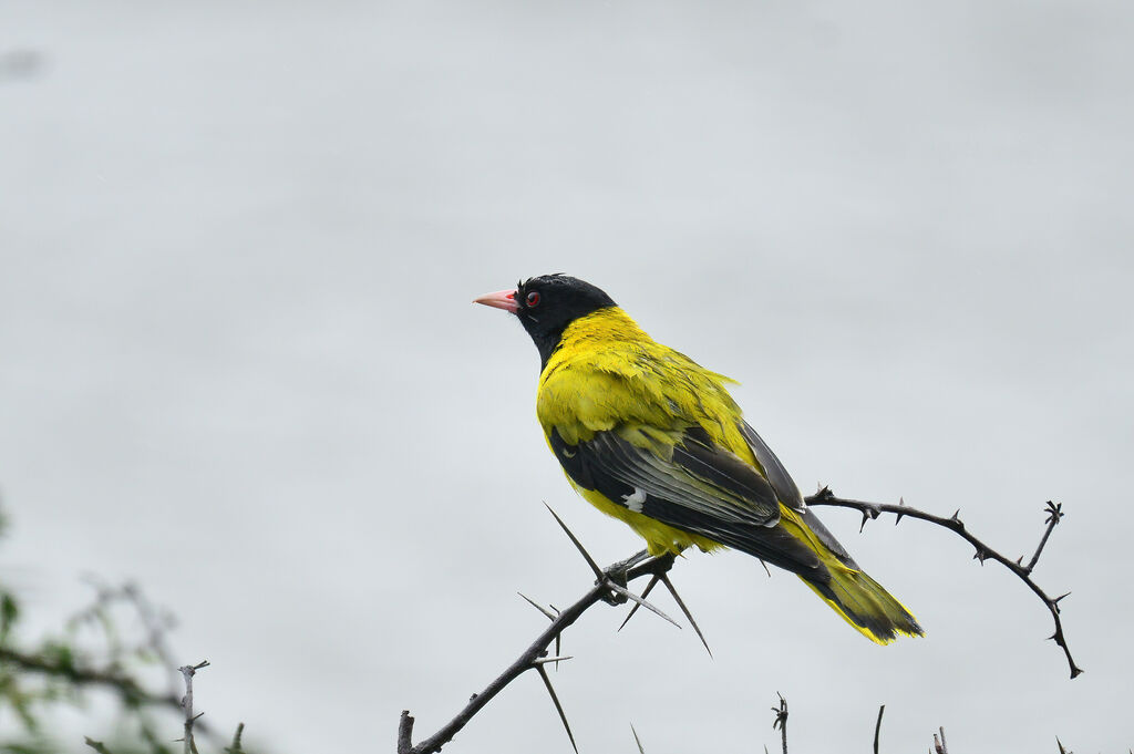 Black-headed Orioleadult