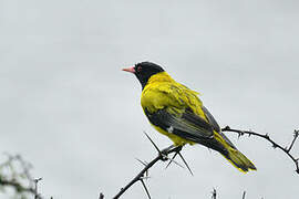 Black-headed Oriole