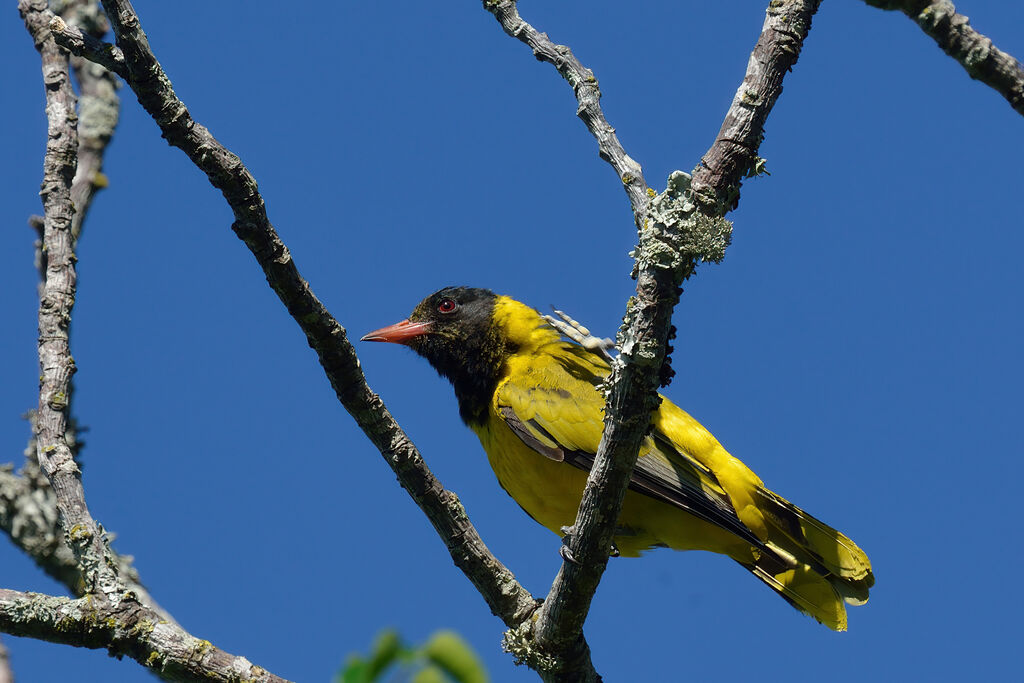 Black-headed Orioleadult