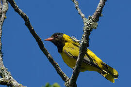 Black-headed Oriole