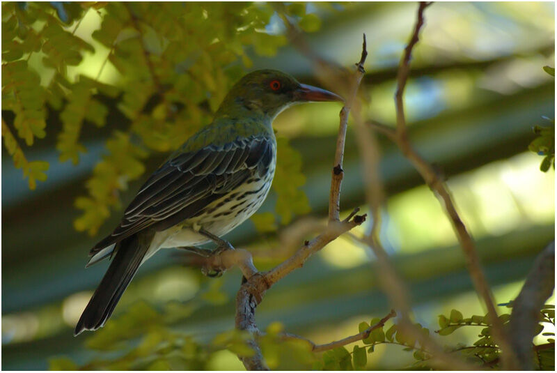 Olive-backed Orioleadult