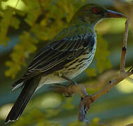 Olive-backed Oriole