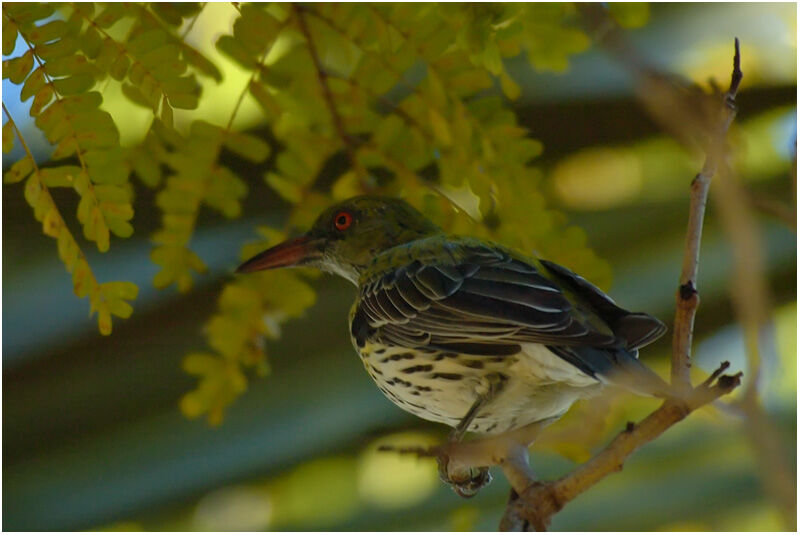 Olive-backed Orioleadult