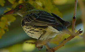 Olive-backed Oriole