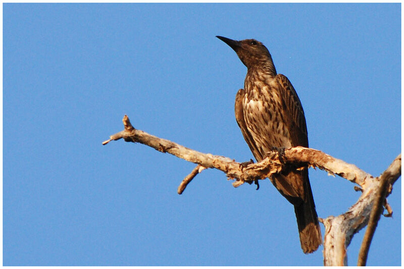 Olive-backed Orioleimmature