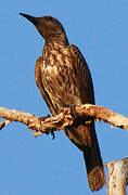 Olive-backed Oriole