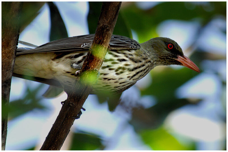 Olive-backed Orioleadult