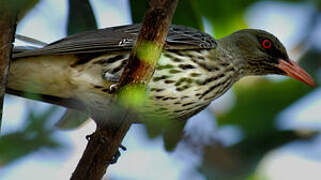 Olive-backed Oriole