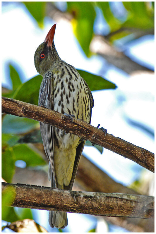 Olive-backed Orioleadult