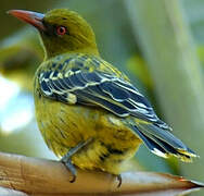 Green Oriole