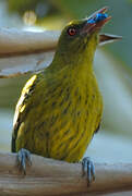 Green Oriole