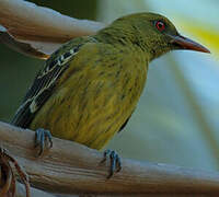 Green Oriole