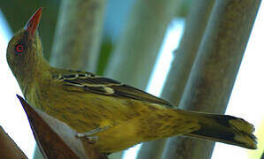 Green Oriole