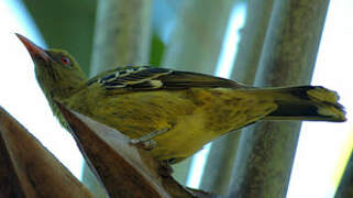 Green Oriole