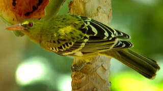 Green Oriole