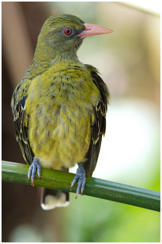 Green Oriole