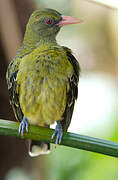 Green Oriole