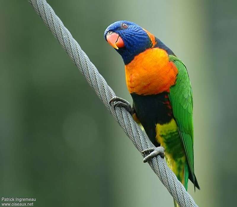 Red-collared Lorikeetadult