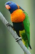 Red-collared Lorikeet