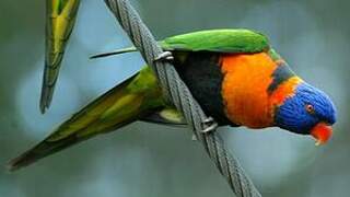 Red-collared Lorikeet