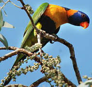 Red-collared Lorikeet