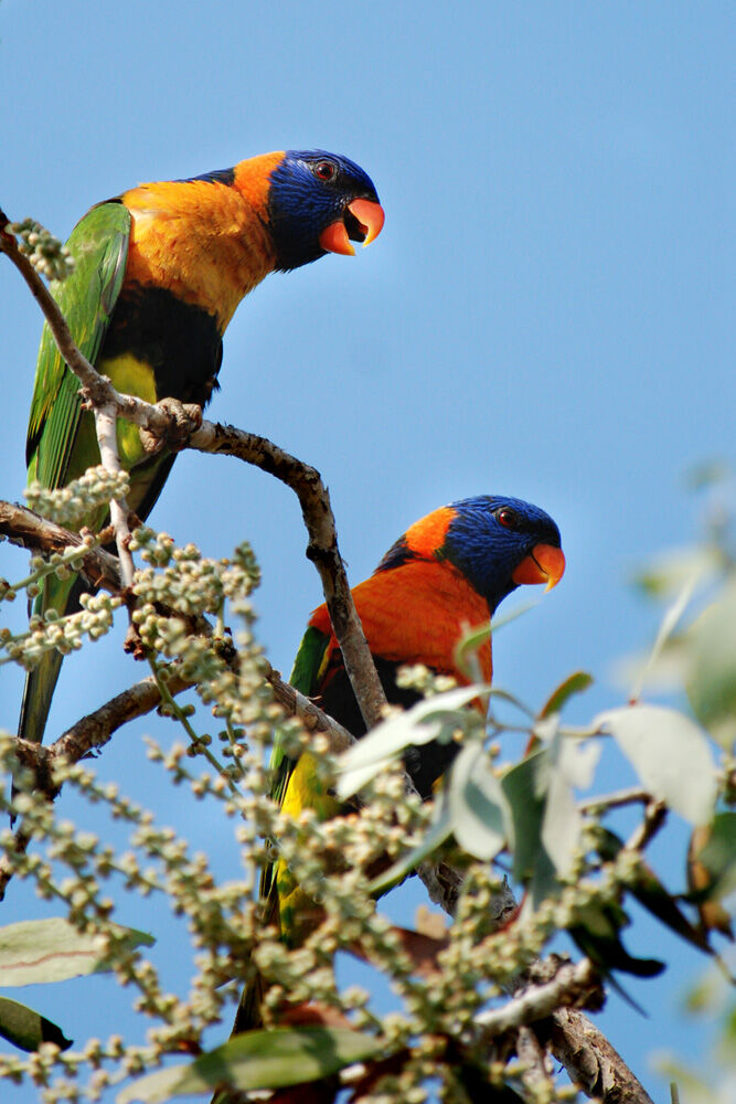 Red-collared Lorikeetadult