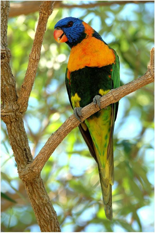 Red-collared Lorikeetadult