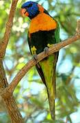 Red-collared Lorikeet