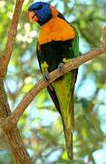 Red-collared Lorikeet