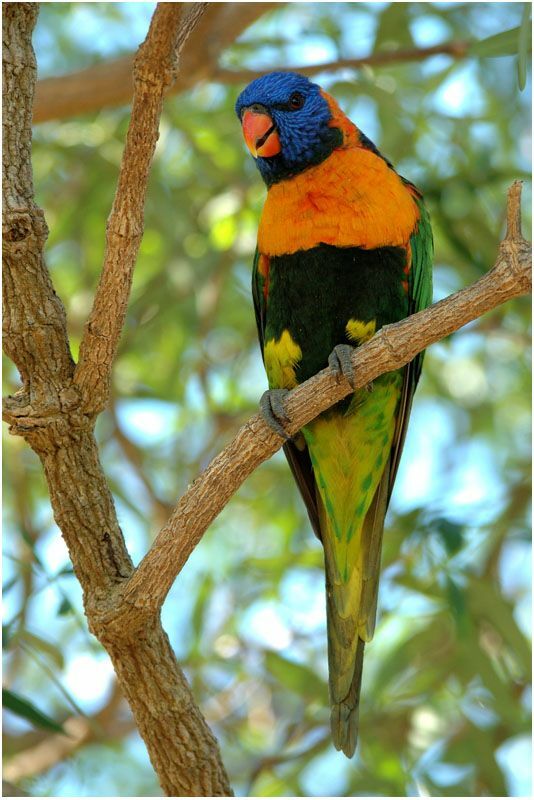 Red-collared Lorikeetadult