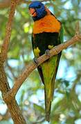 Red-collared Lorikeet