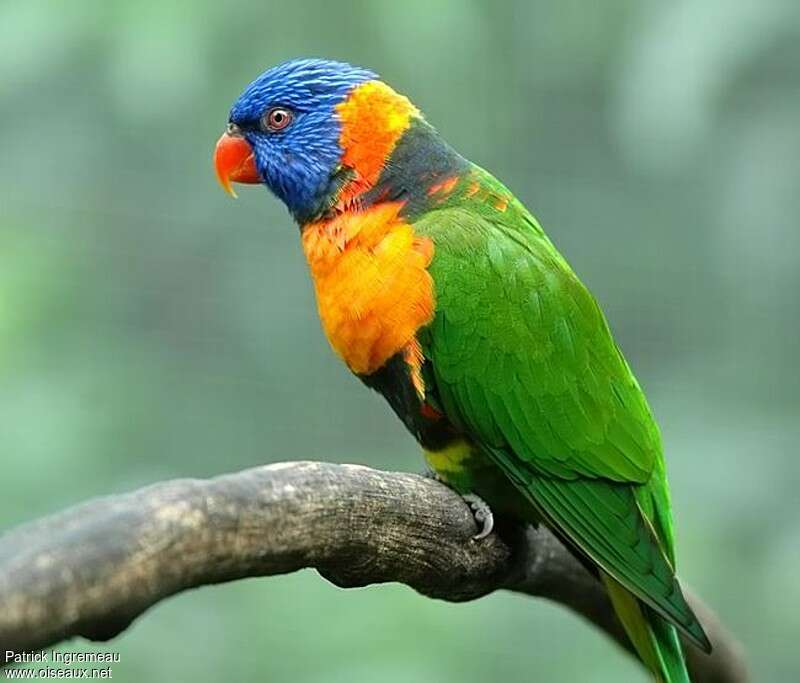 Red-collared Lorikeetadult, identification