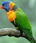 Red-collared Lorikeet