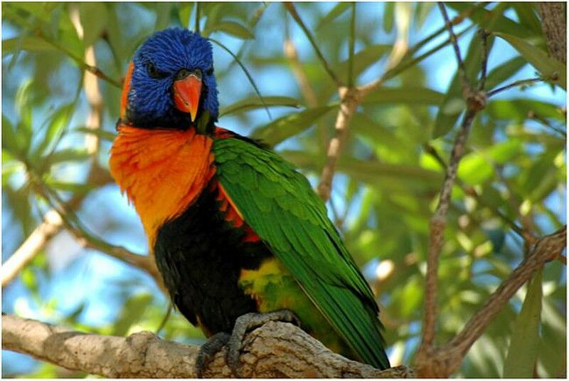 Red-collared Lorikeetadult