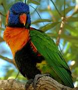 Red-collared Lorikeet