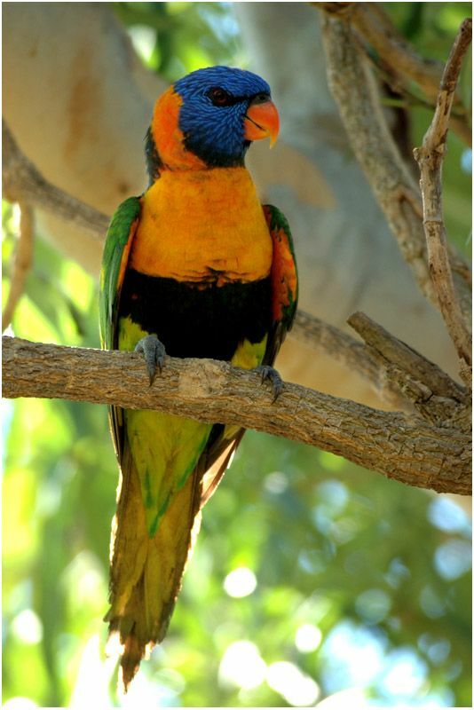 Red-collared Lorikeetadult