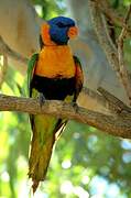 Red-collared Lorikeet