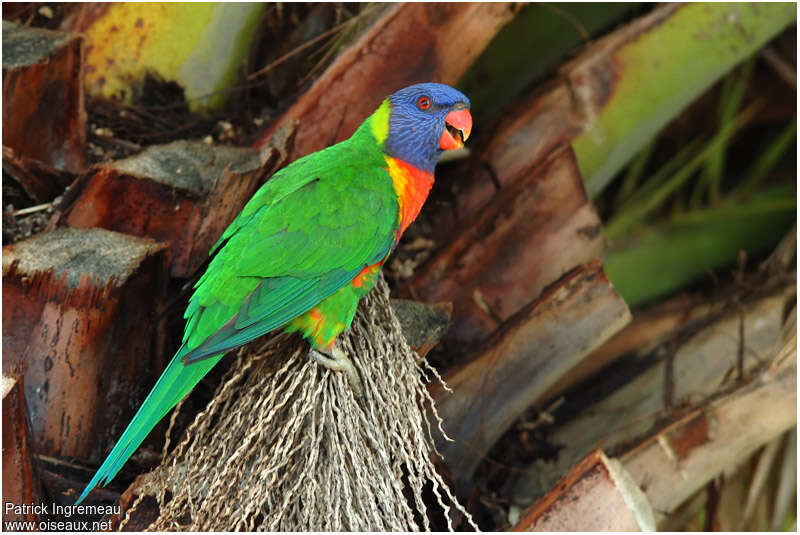 Coconut Lorikeetadult, identification