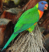 Coconut Lorikeet