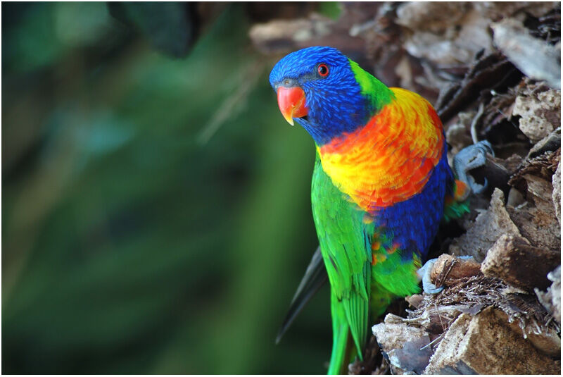 Coconut Lorikeetadult