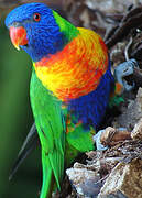 Coconut Lorikeet