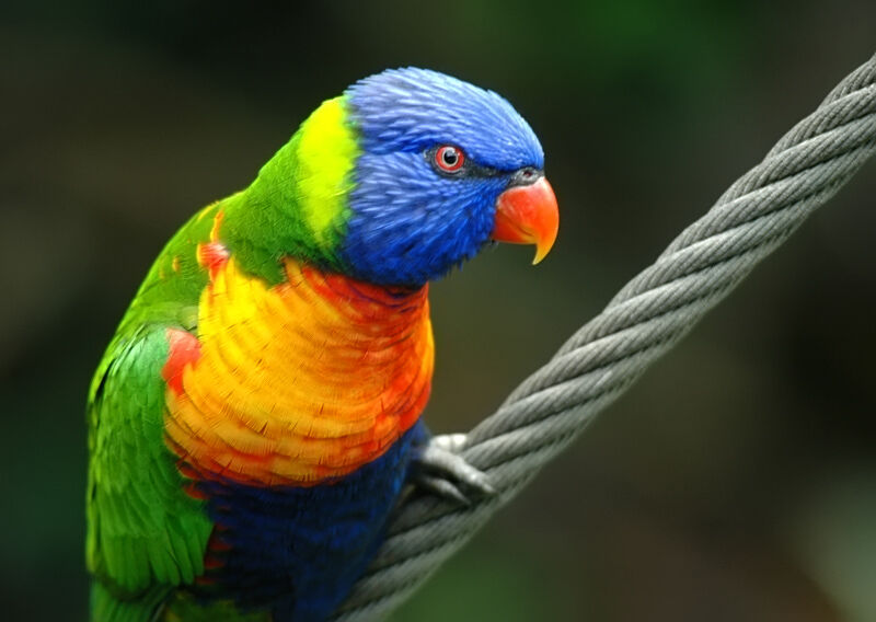 Coconut Lorikeet