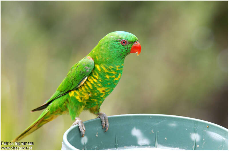 Scaly-breasted Lorikeetadult, identification