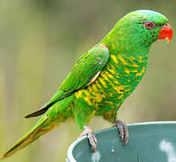 Scaly-breasted Lorikeet