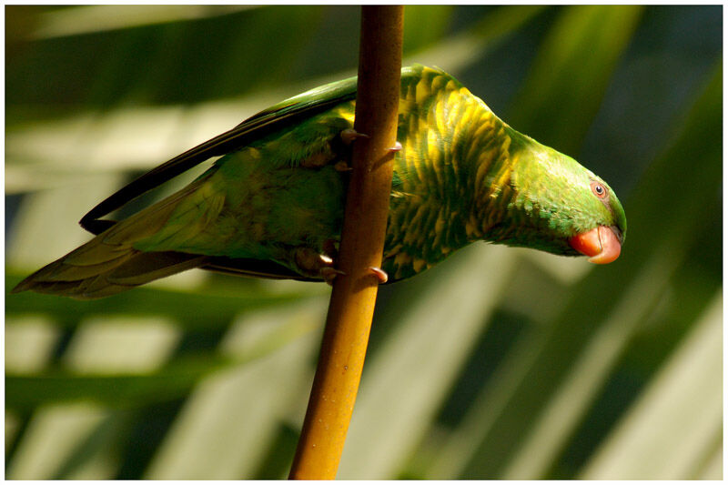 Scaly-breasted Lorikeetadult