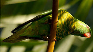 Scaly-breasted Lorikeet