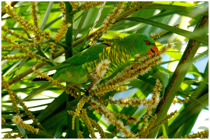 Scaly-breasted Lorikeetadult