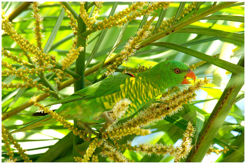 Scaly-breasted Lorikeetadult